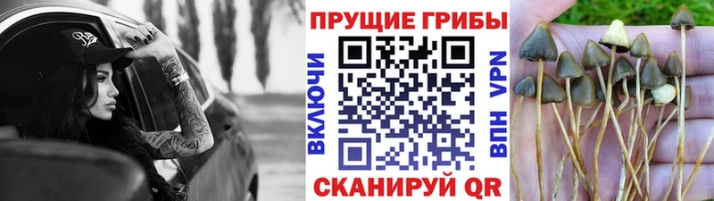 Купить Аткарск Галлюциногенные грибы прущие грибы